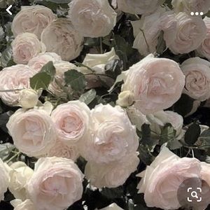 Meet your Posher, Evangeline